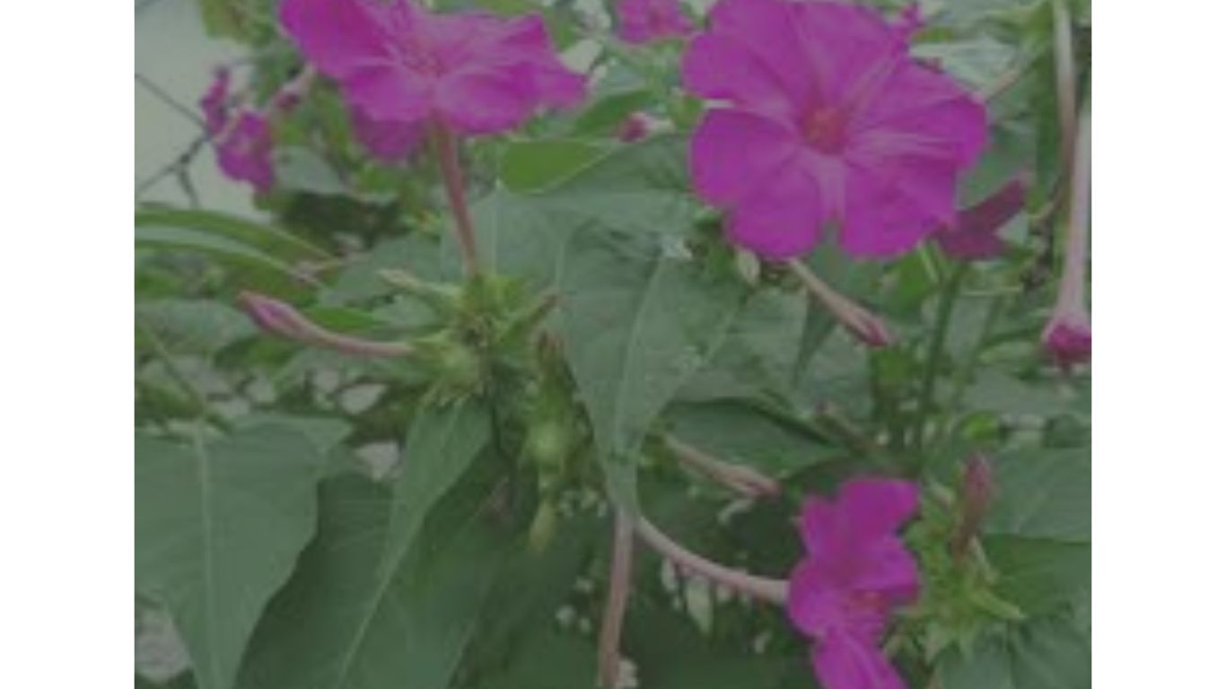 jalapa w
