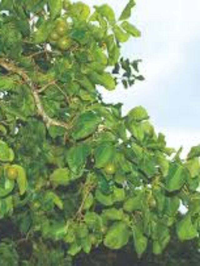 “Unveiling the power of Nux Vomica: Uses, Benefits and Homeopathic Wonders of the Strychnine Tree.”
