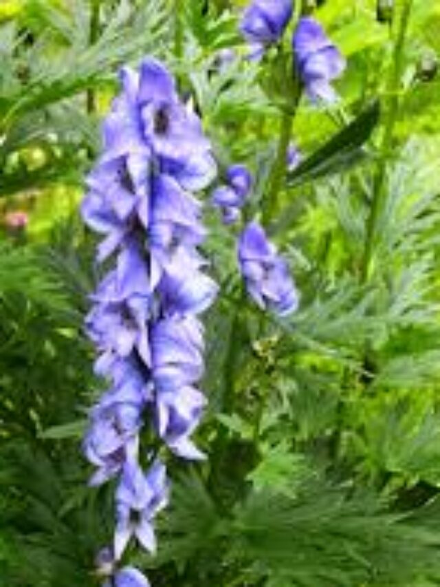 Unlocking the healing power of Aconite in Homeopathy for acute ailments.
