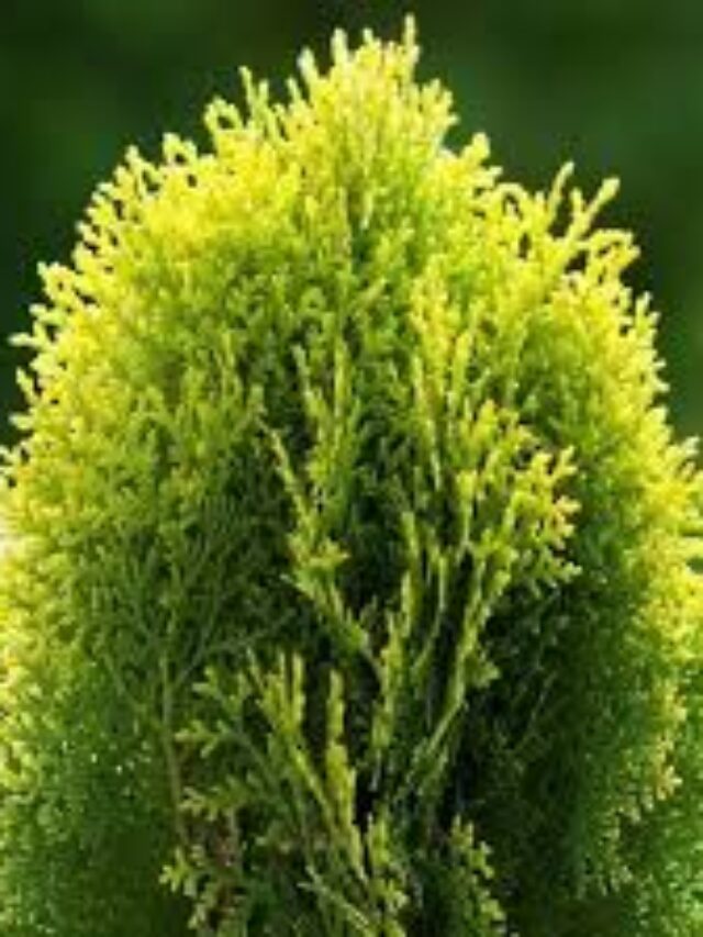 “Unlocking the Power of Thuja Tree: Homeopathic Uses and Benefits”
