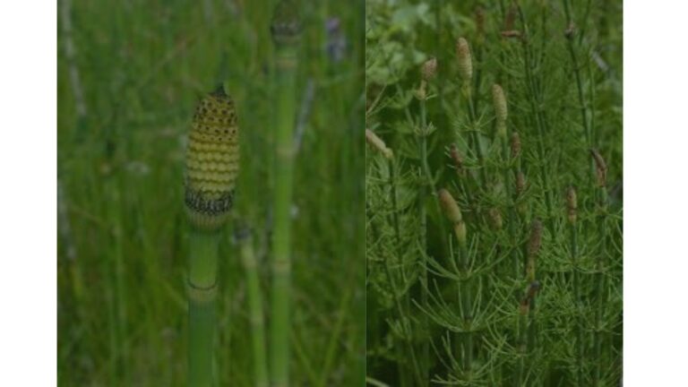equisetum w