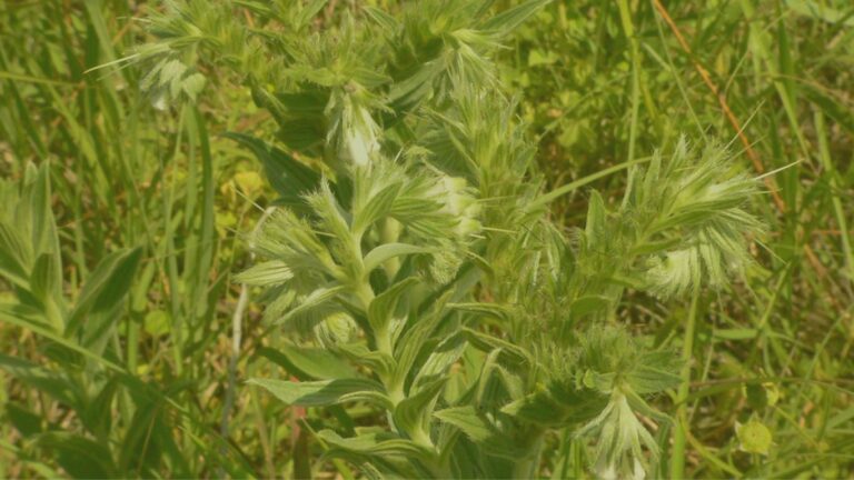 onosmodium w