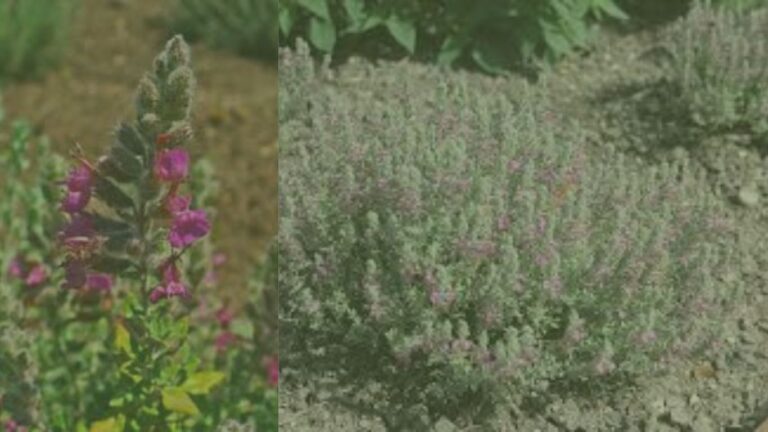 teucrium marum verum w