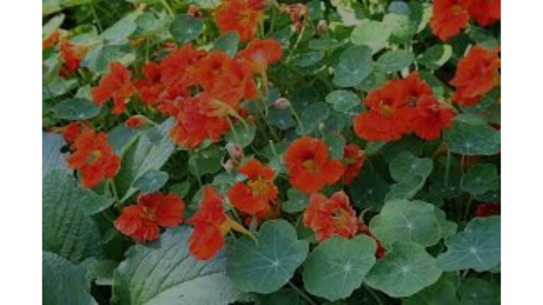 tropaeolum majus w 1