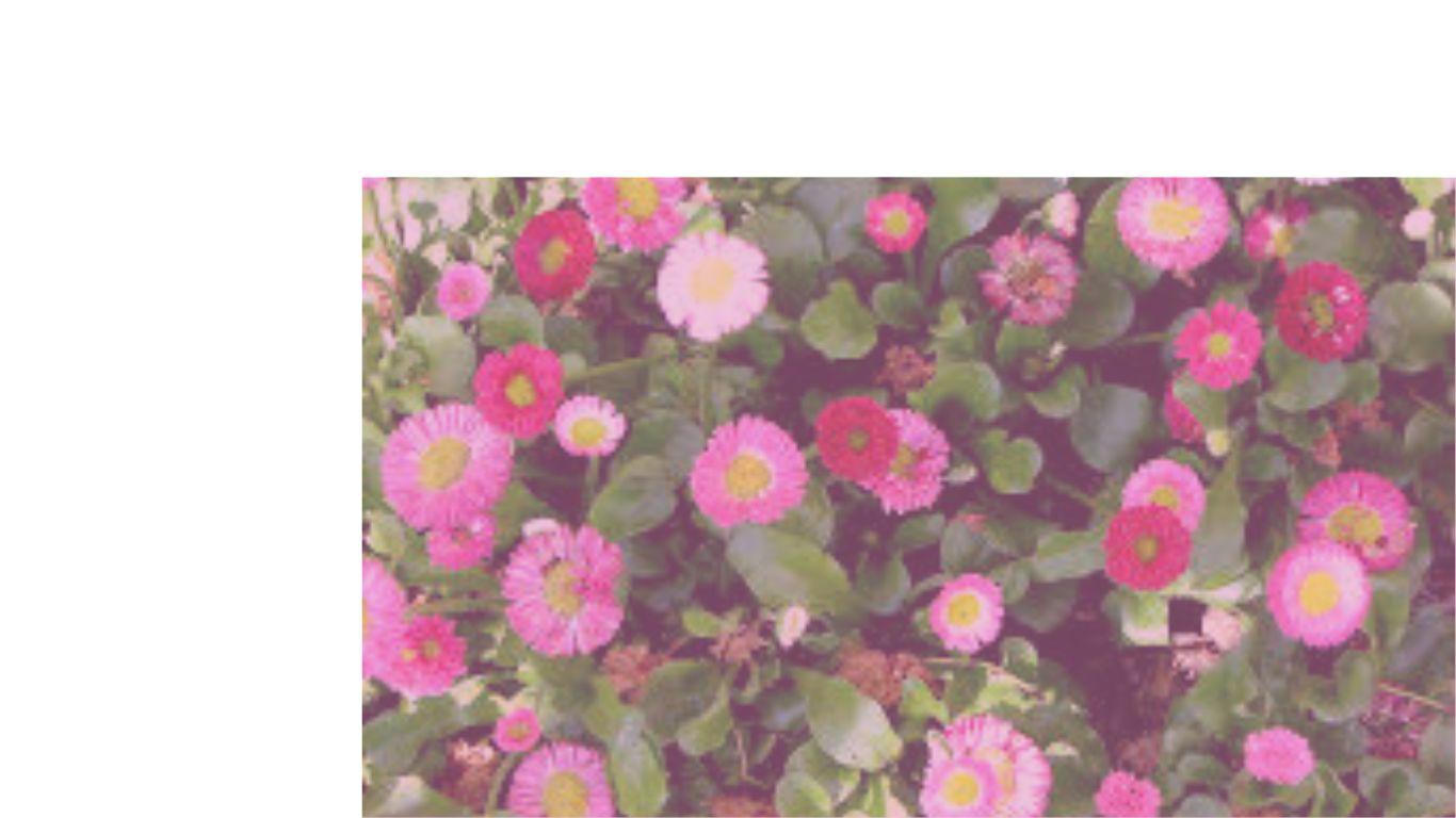 bellis perennis w