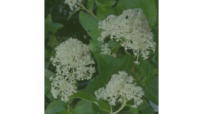 ceanothus americanus w