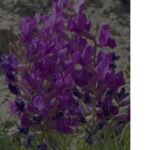 oxytropis lamberti w