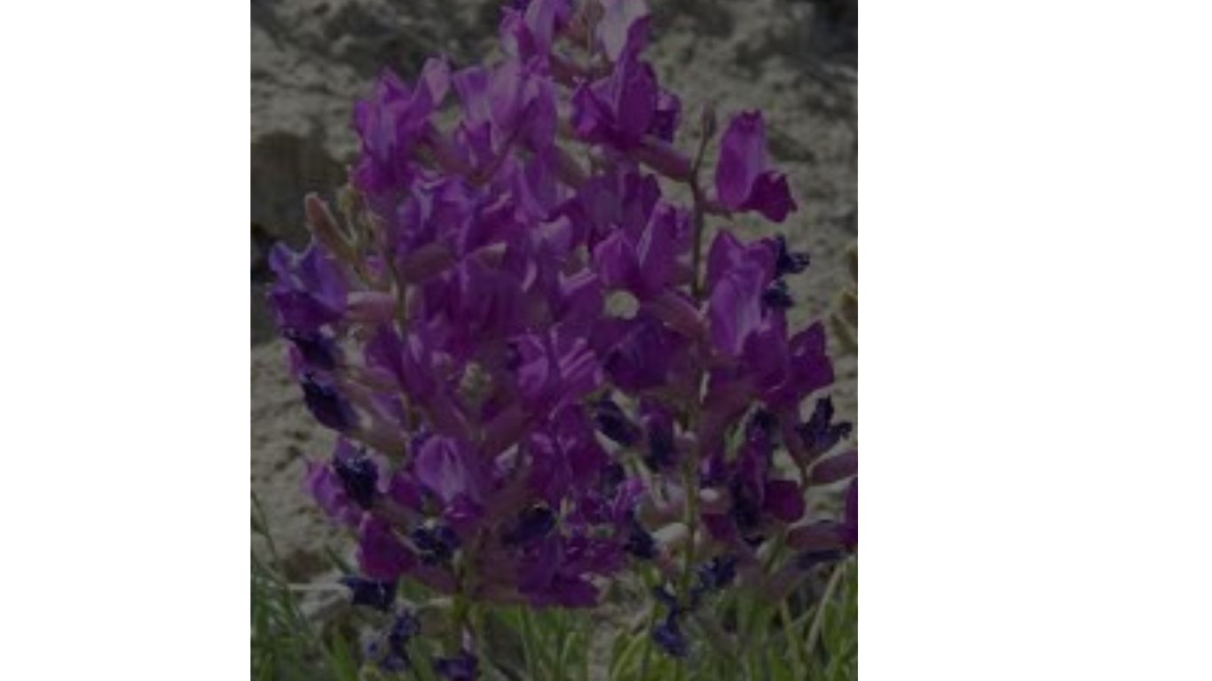 oxytropis lamberti w