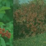 rhus aromatica w