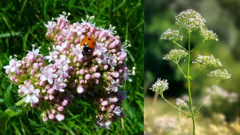 valeriana w