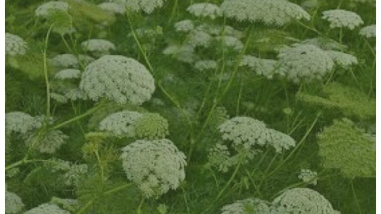 ammi visnaga w