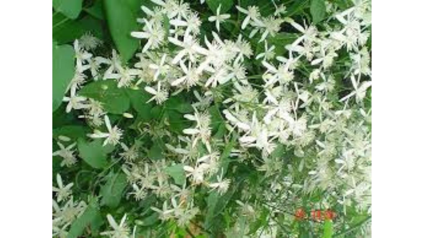 clematis erecta w