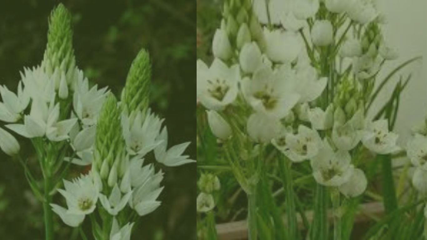 ornithogalum w