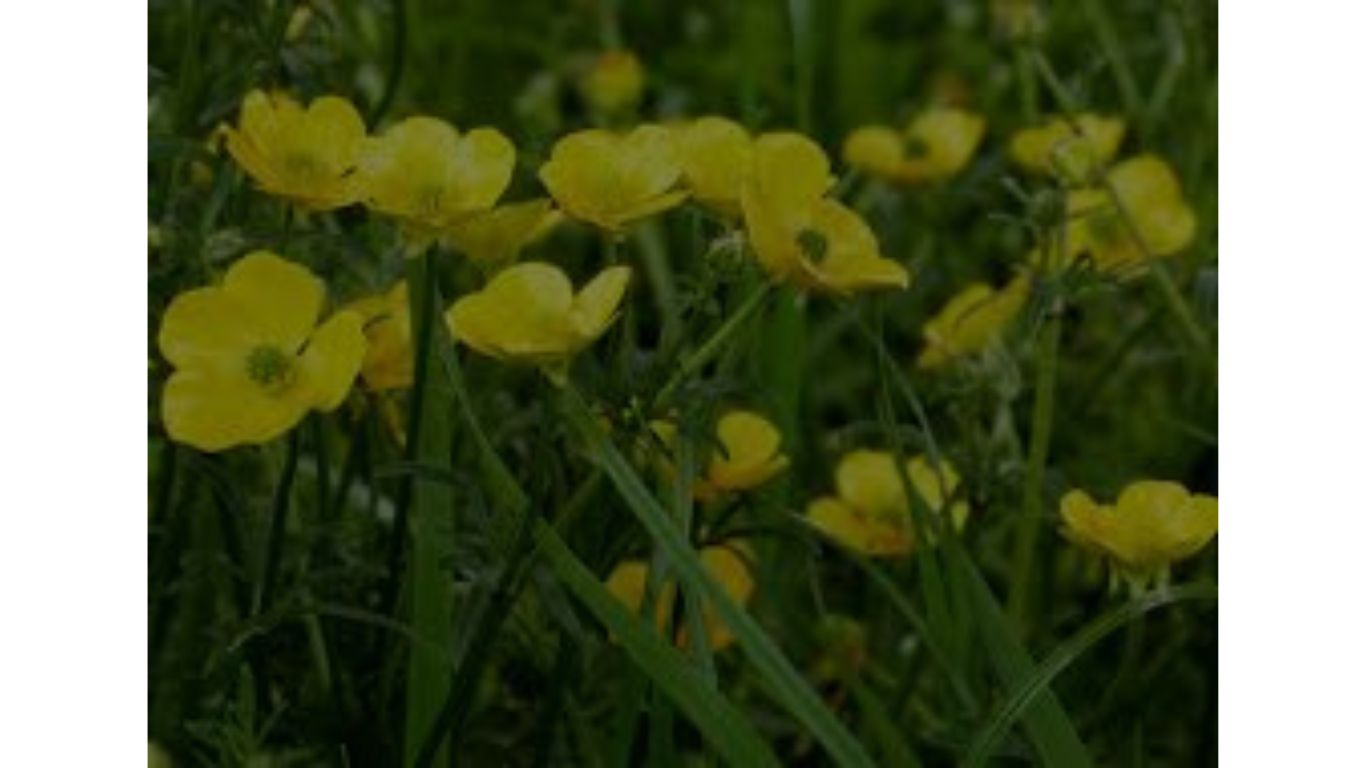 ranunculus bulbosus w