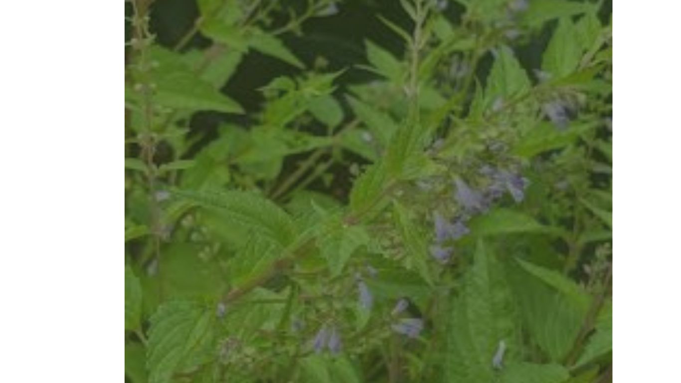 scutellaria lateriflora w