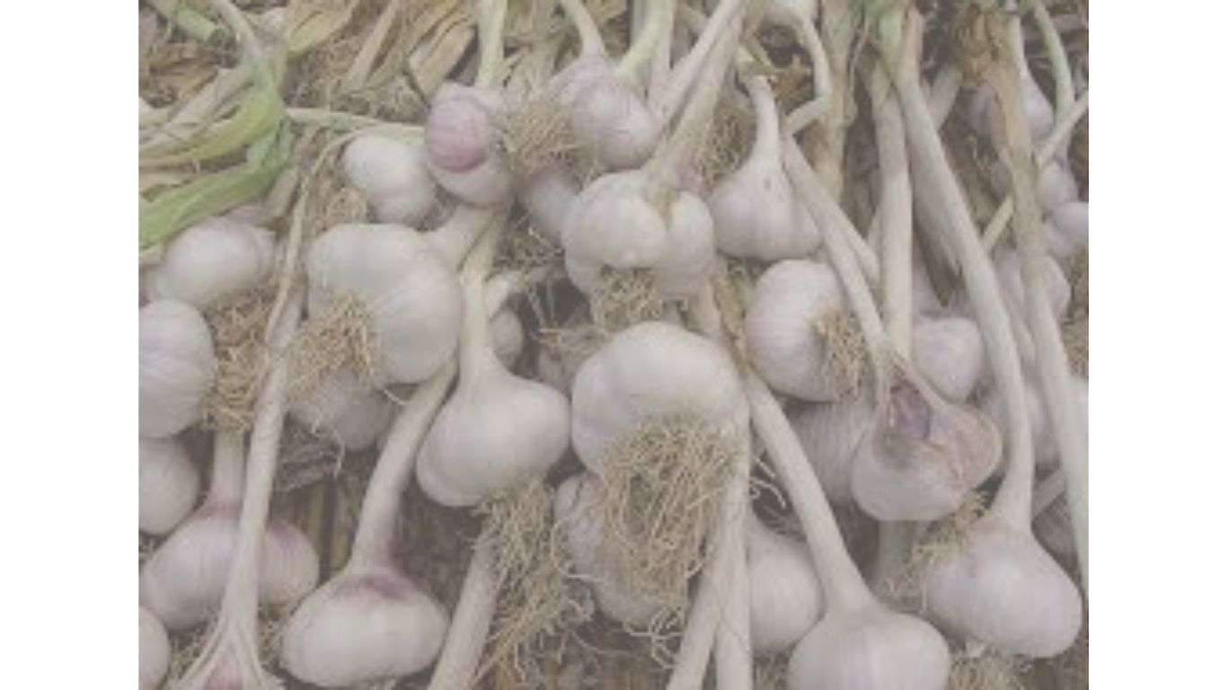 allium sativum w