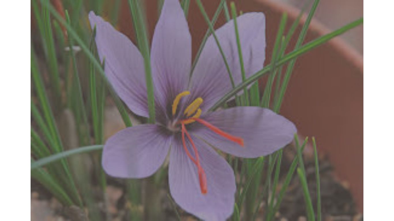 crocus sativus w