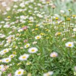 erigeron canadensis