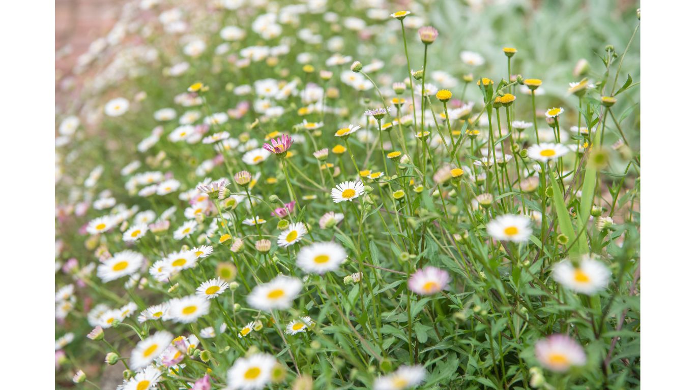 erigeron canadensis