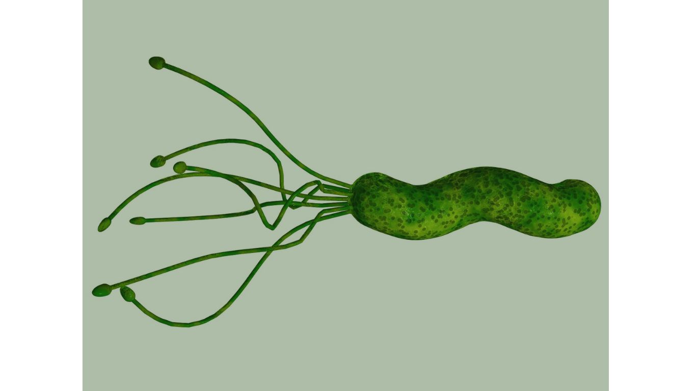 h. pylori w