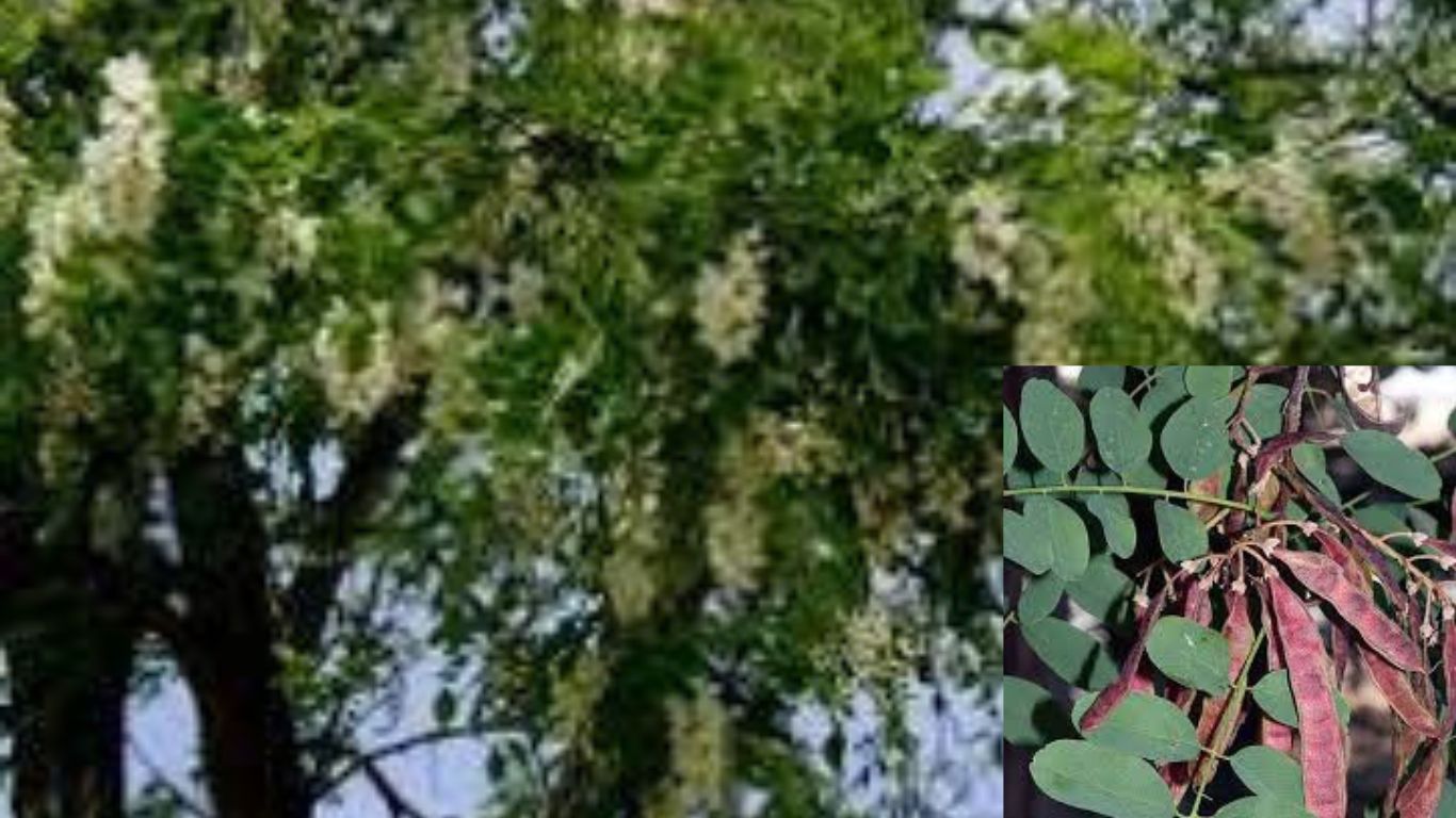 robinia w