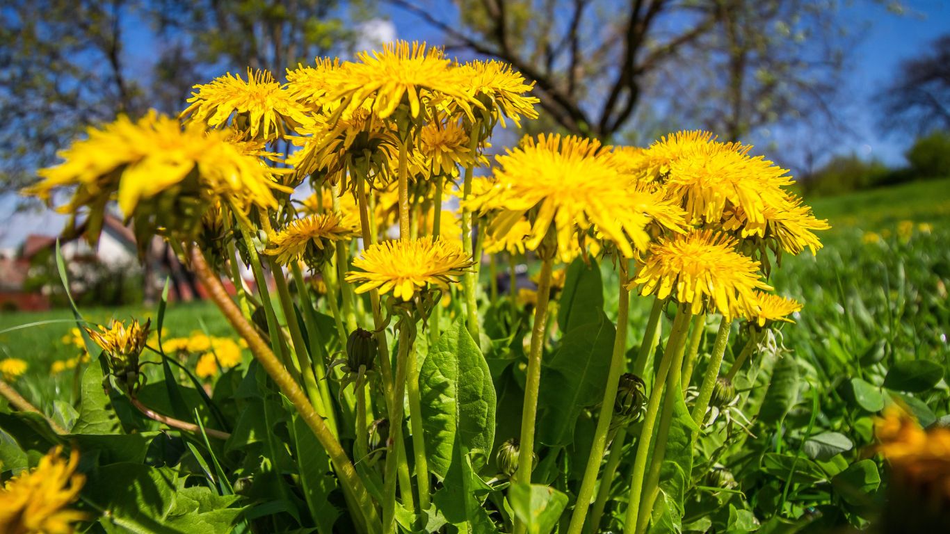 taraxacum w