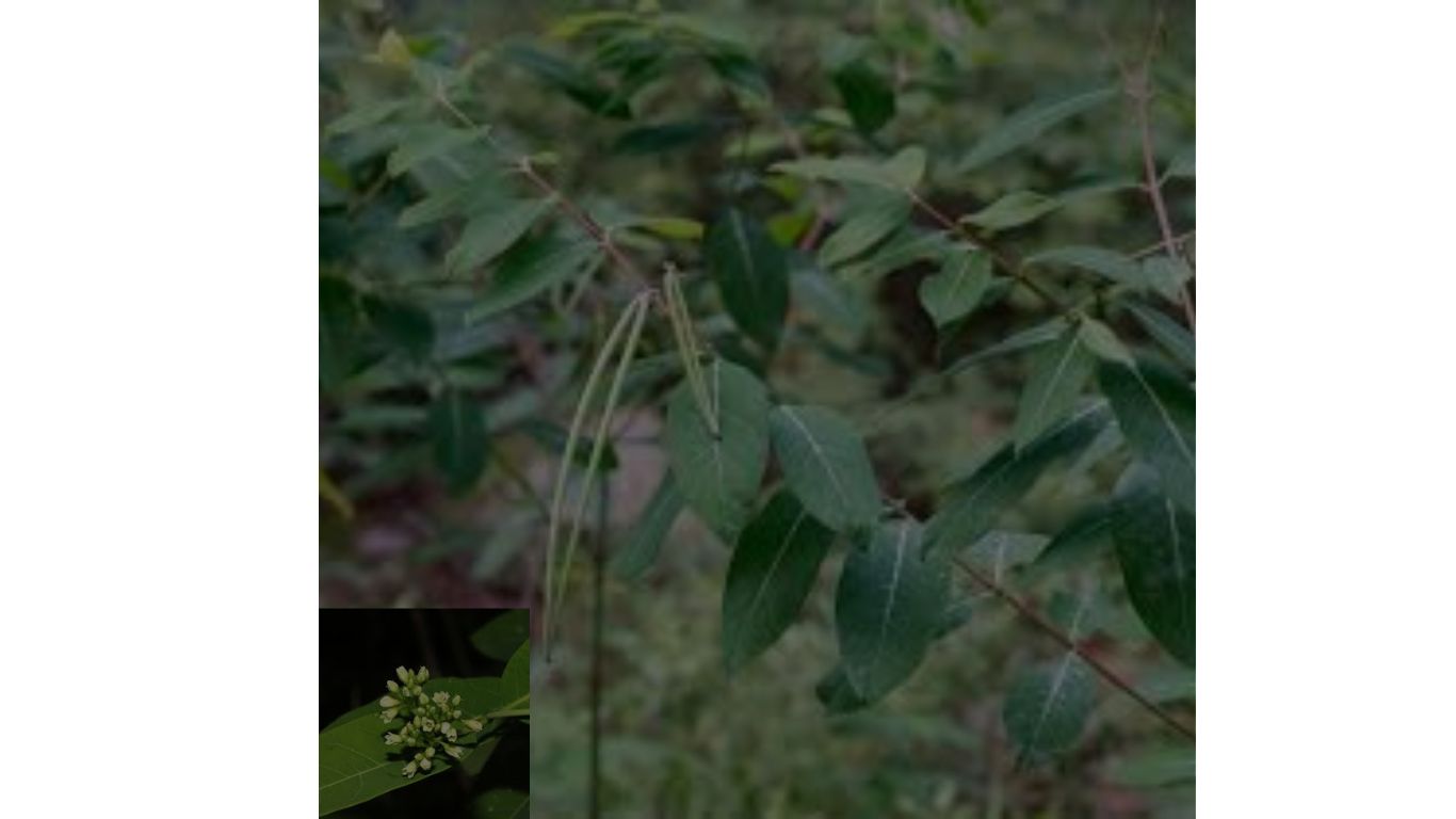 apocynum w