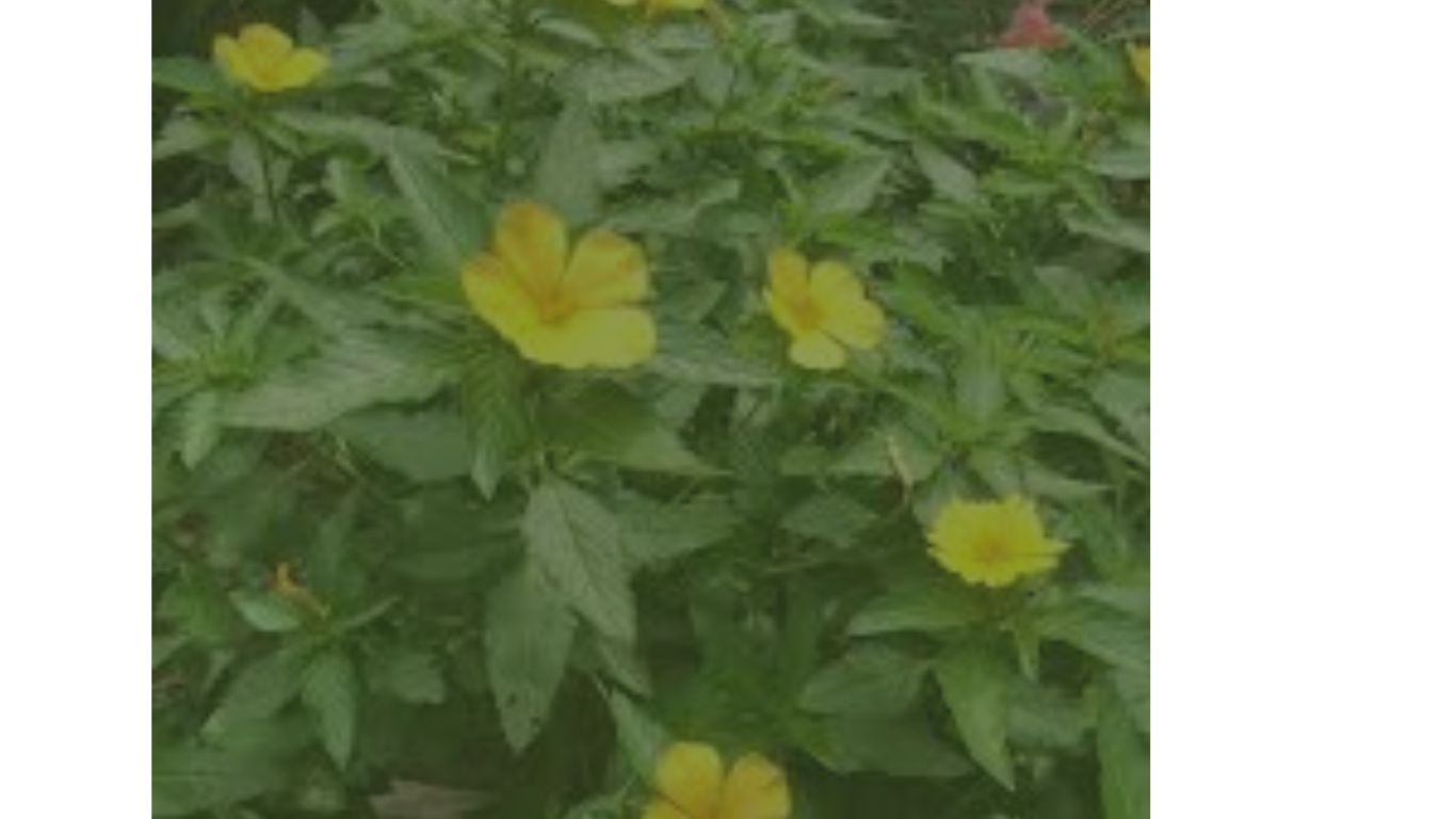 damiana w