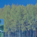 aspen w