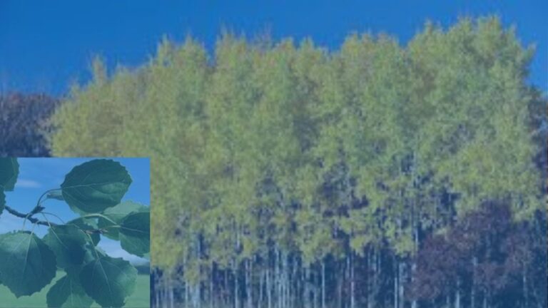 aspen w