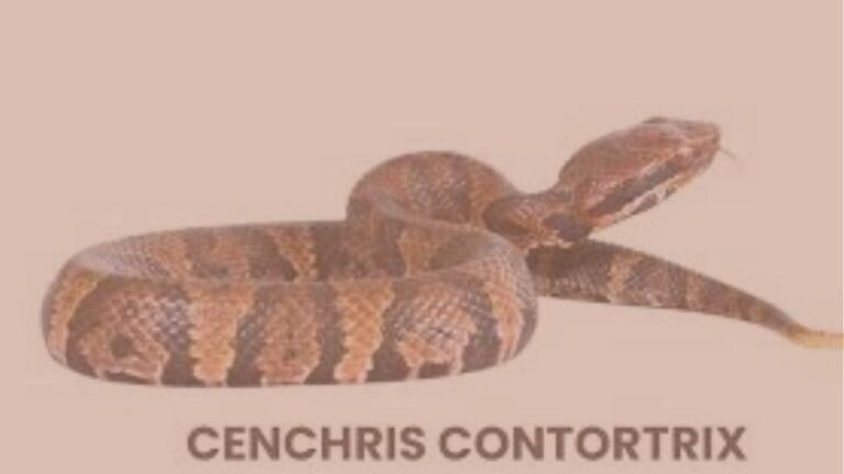 cenchris w