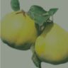 cynodia vulgaris w