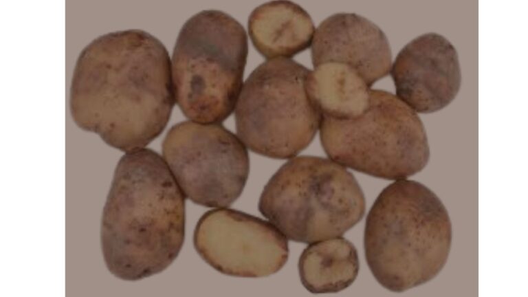 solanum tuberosum w