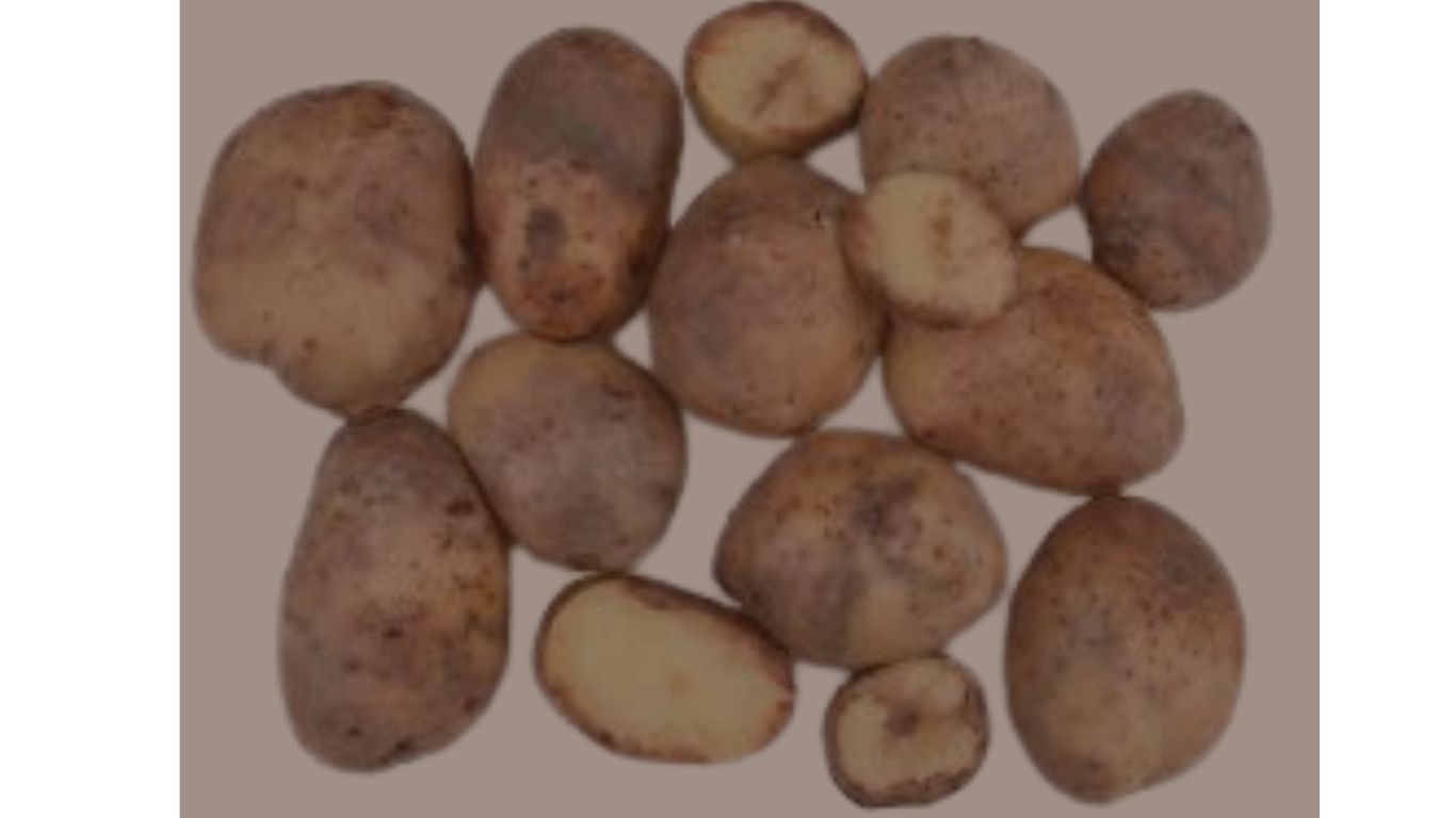 solanum tuberosum w