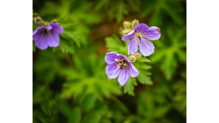 geranium maculatum w