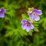 geranium maculatum w