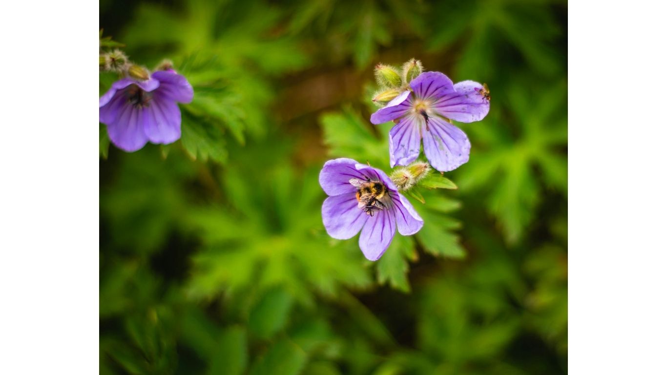 geranium maculatum w