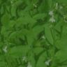 lobelia w