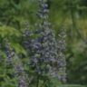 agnus castus w