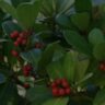 gaultheria w