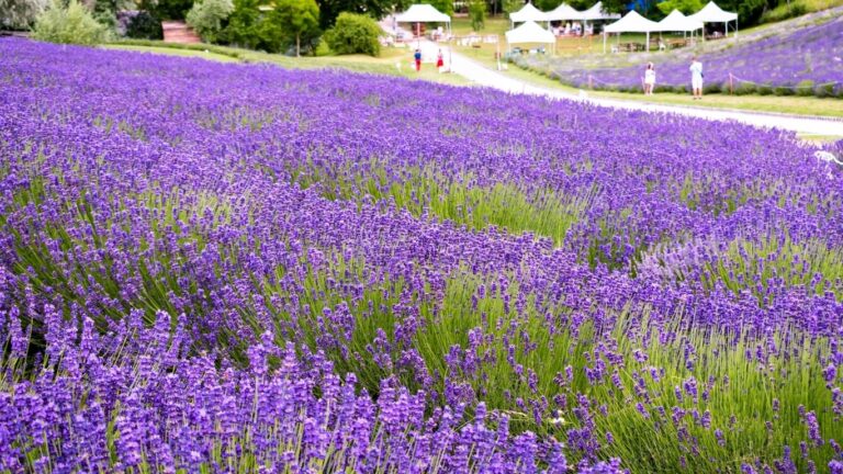 lavandula w