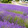 lavandula w