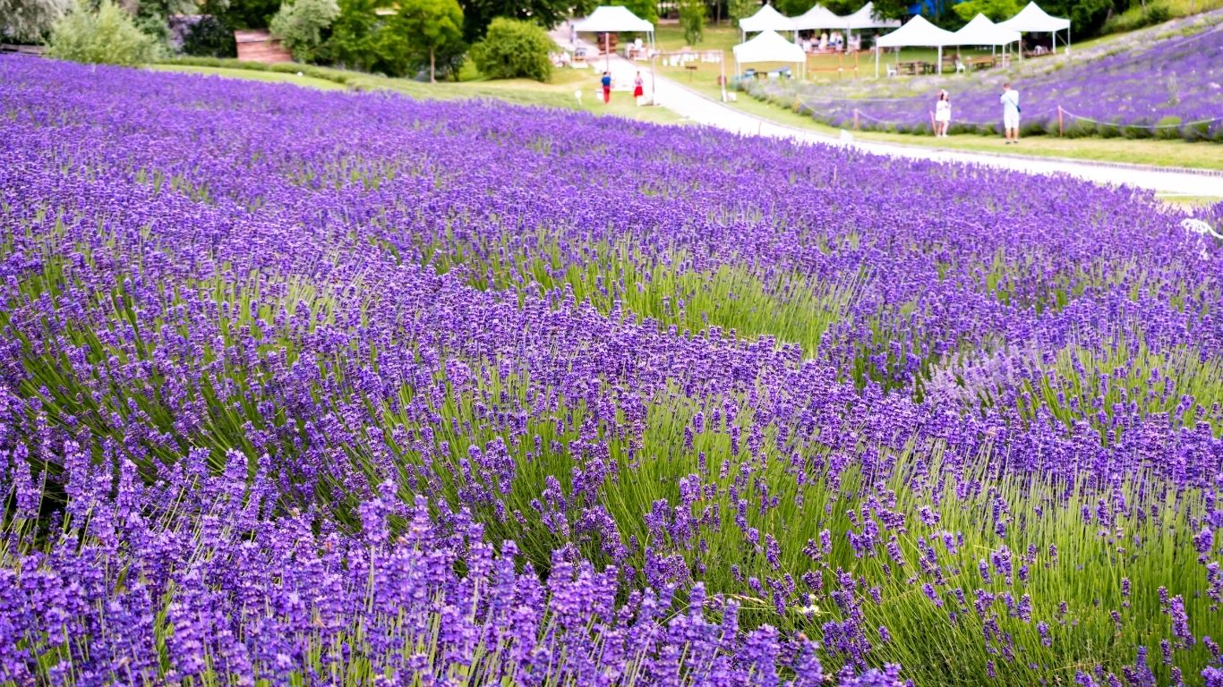 lavandula w