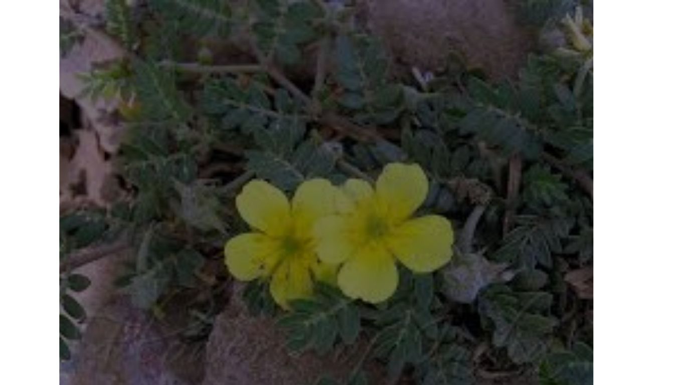 tribulus w