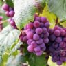 vitis vinifera w
