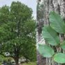 fraxinus w