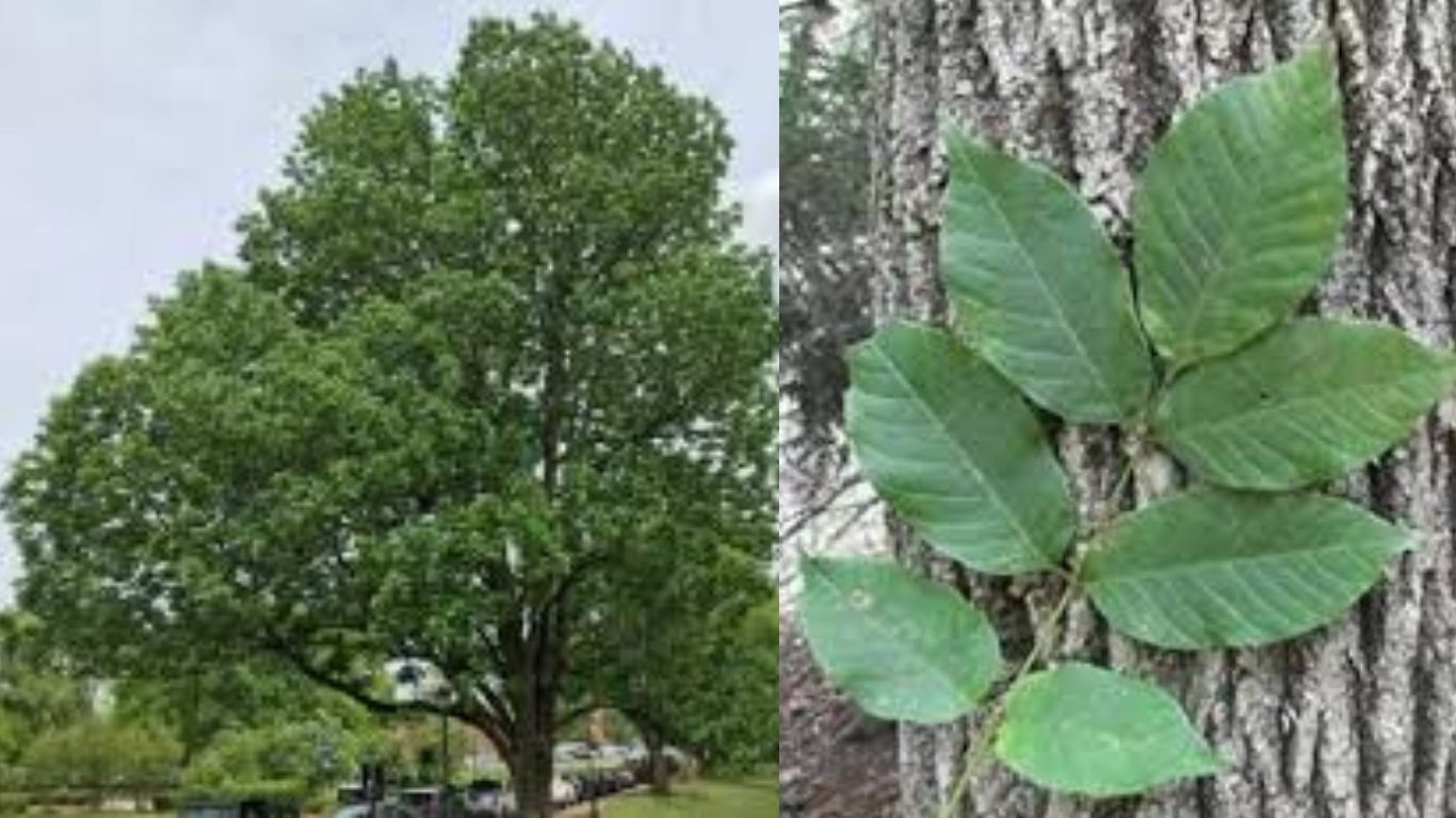 fraxinus w