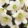 helleborus 2