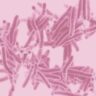 tuberculinum w