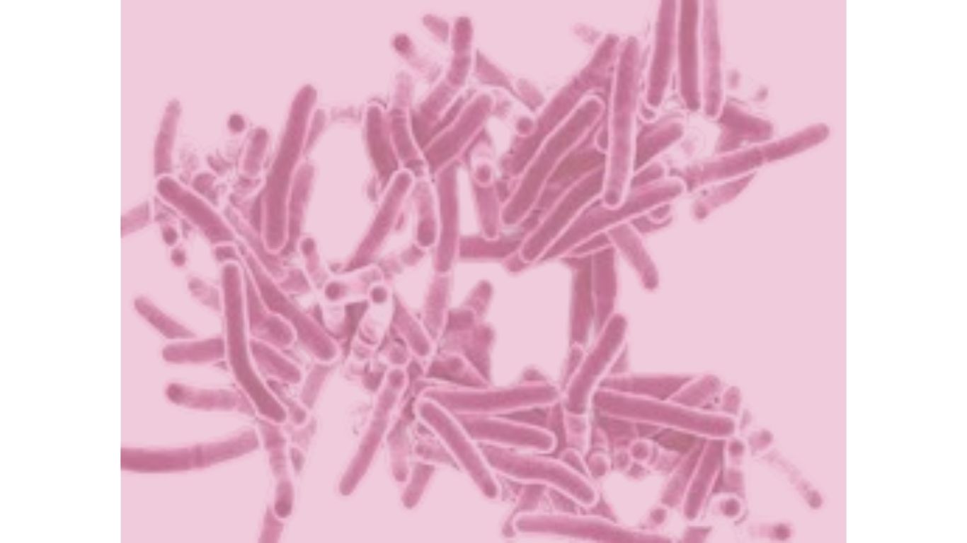 tuberculinum w